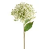 Wild Parsnip Stem, White, 28" (Pick Up Only)