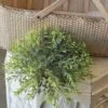 Basil Boxwood Half Sphere, 12"
