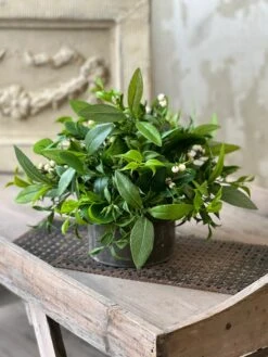 Hillsboro Knoll Half Sphere, 12"