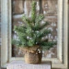 Icy Rocky Mountain Pine Tree, 12"