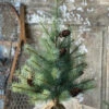 2' Whitley Pine Tree