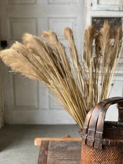 Golden Grain Stem, 42" (Pick Up Only) -Winter Gifts Market XSQ87506