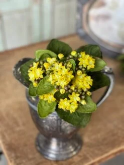 Kalanchoe Bush, Yellow, 9"
