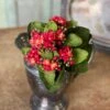 Kalanchoe Bush, Red, 9"