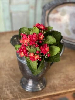 Kalanchoe Bush, Red, 9"