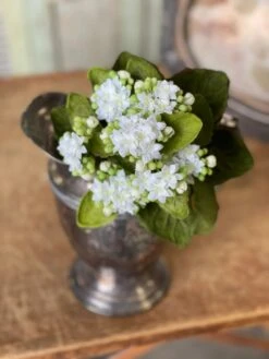 Kalanchoe Bush, White, 9"