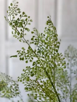 Potted Maiden Tress Fern, 33” -Winter Gifts Market image a691c250 ee0f 4435 856f 2f5274998a82