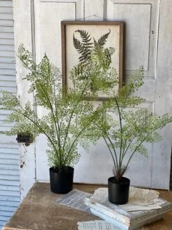 Potted Maiden Tress Fern, 33” -Winter Gifts Market image aa46527c 84a9 4163 a233 9d086284032d